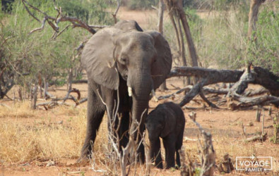 voyage safari botswana en famille